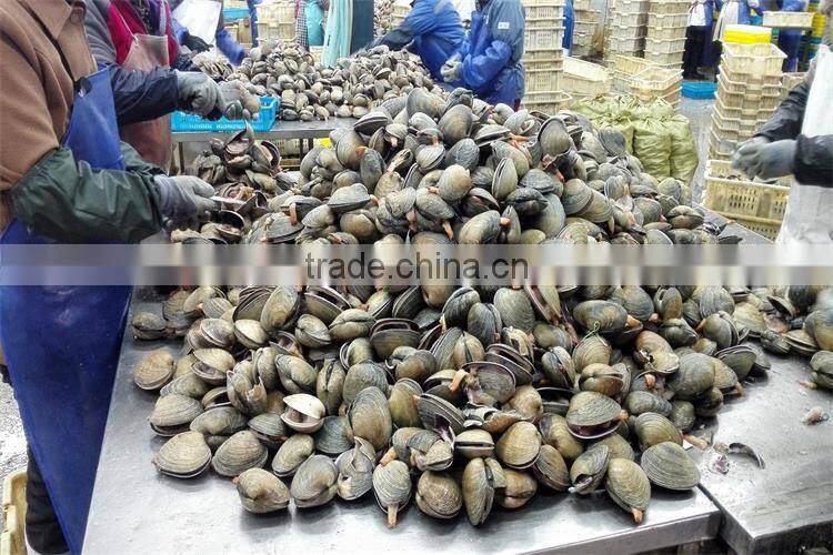 frozen big size clam with good taste