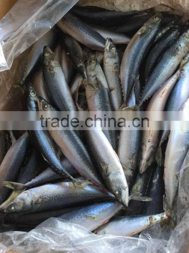 2016 landing sea frozen mackerel 150-200g