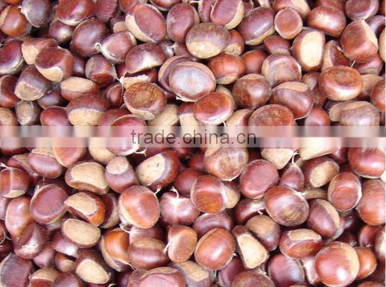 cheap new fresh chestnut with better service