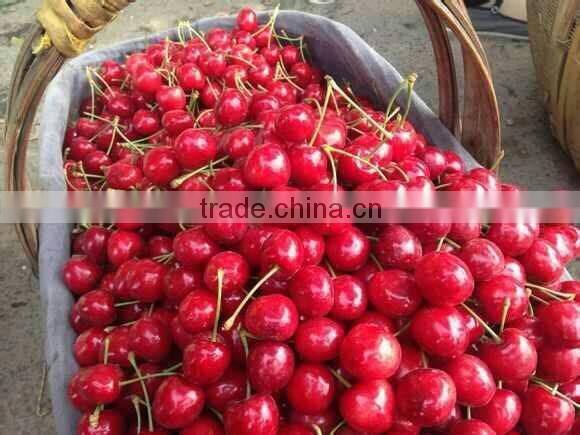 bagged 18 degree sugar content of china fresh cherries