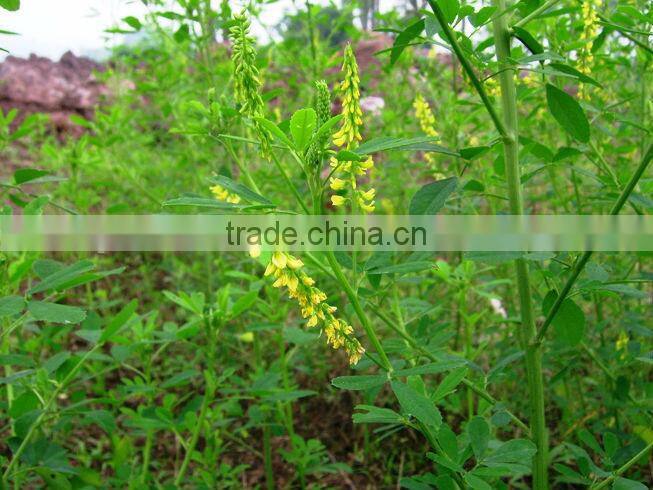Melilotus officinalis Extract