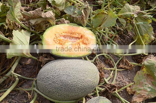 MSM07 Ruiqi Dark green high sugar chinese hybrid hami melon seeds for sale