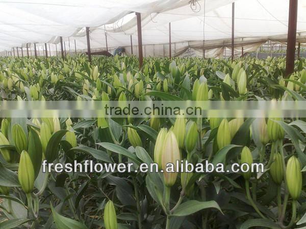 Supply high quality fresh cut oriental white lily