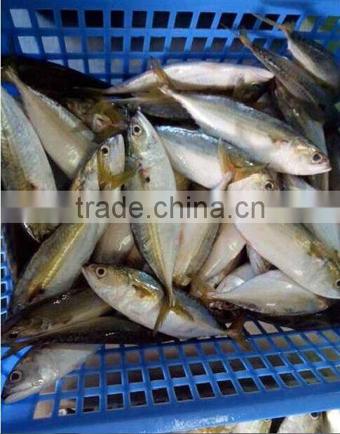 food distributors indian mackerel