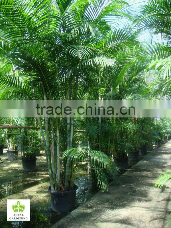 Areca palm (Chrysalidocarpus lutescens) Yellow Butterfly Palm