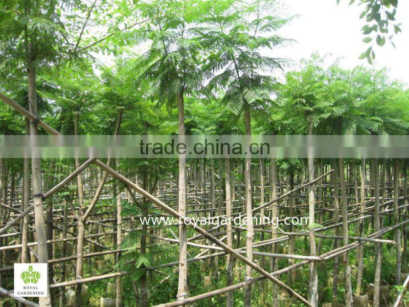 Jacaranda acutifolia