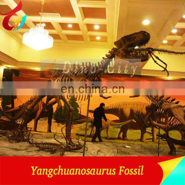 Museum Standard Dinosaur fossils Dinosaurs Skeleton