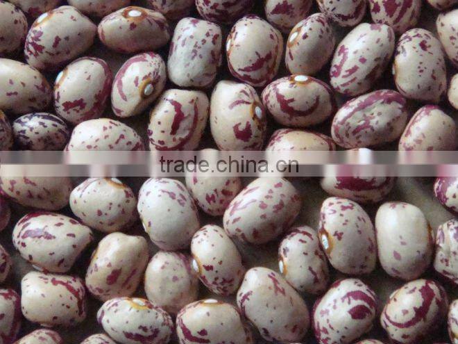 NEW CROP LIGHT SPECKLED KIDNEY BEANS