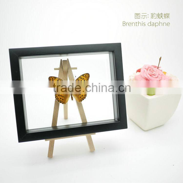 FOUSEN(039) Nature& Art natural species glass frame gift