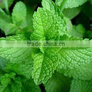 Pudina (mint Leaves)