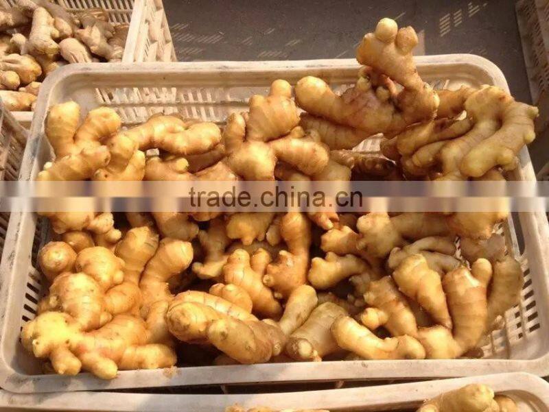 China new fresh ginger