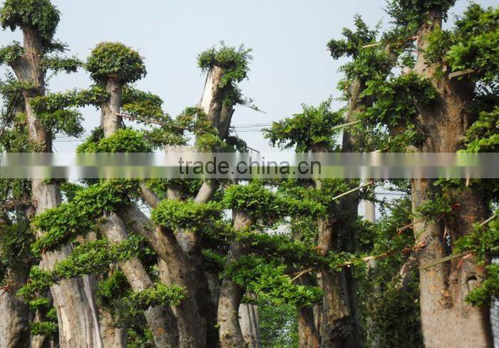 Outdoor plant Ulmus pumila seedling