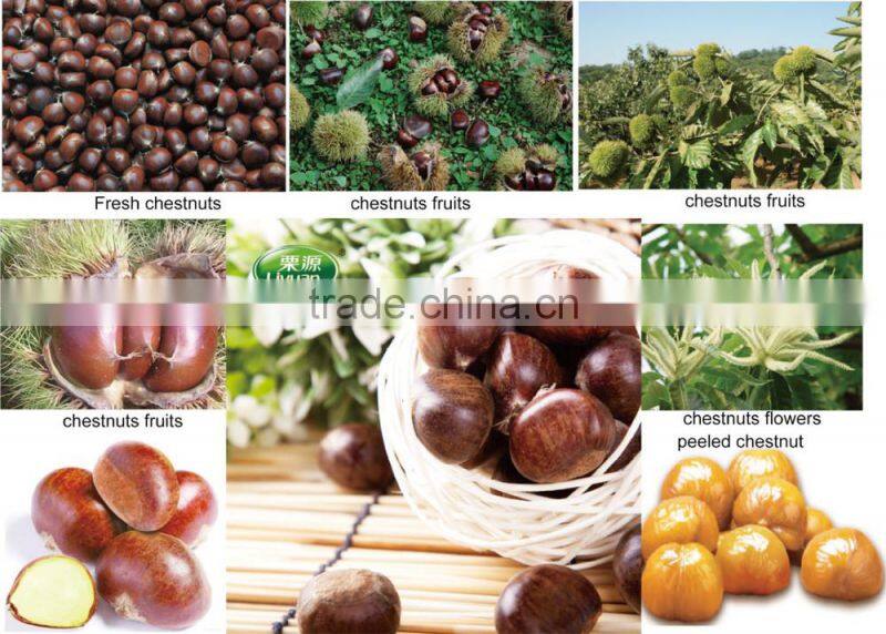 new crop organic snack foods roasted chestnuts in hot sale