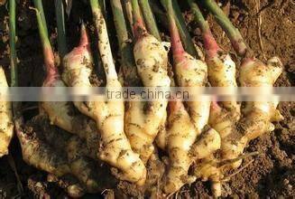 Shandong Weifang/Laiwu Wholesale Ginger Price