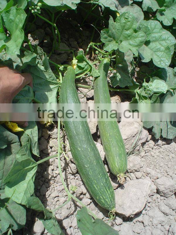 HAIRYALI F1 Hybrid Sponge Gourd Seeds