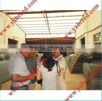 Poultry Chicken layer battery cage(factory high quality)