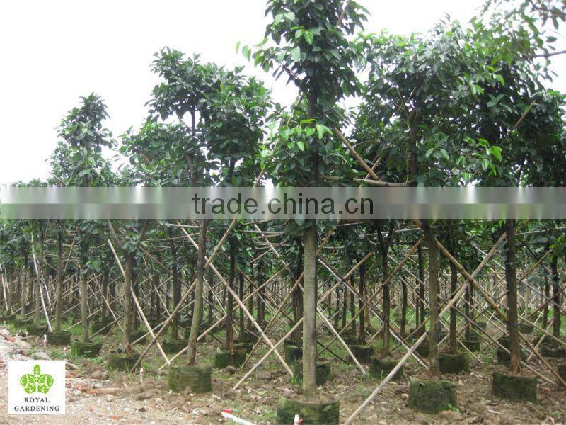 Ficus altissima ( tropical plants) for outdoor plants