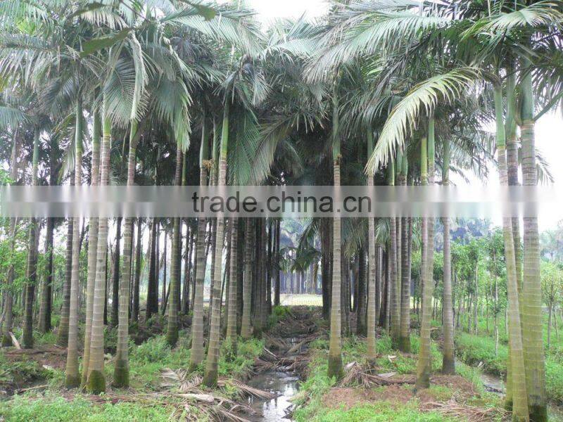 Archontophoenix alexandrae and rooted outdoor palm trees