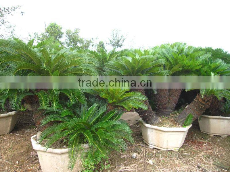 cycas revoluta multi-heads potted and rooted