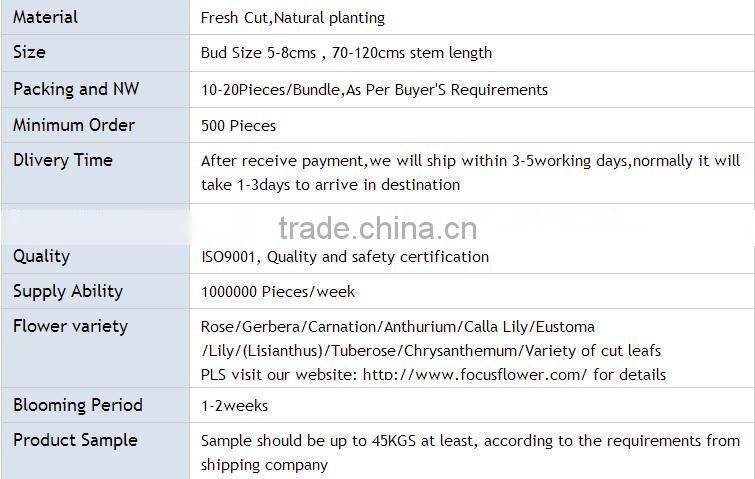 Spray Head Fresh Cut Flower White Lily From YunNan Lilium Flower