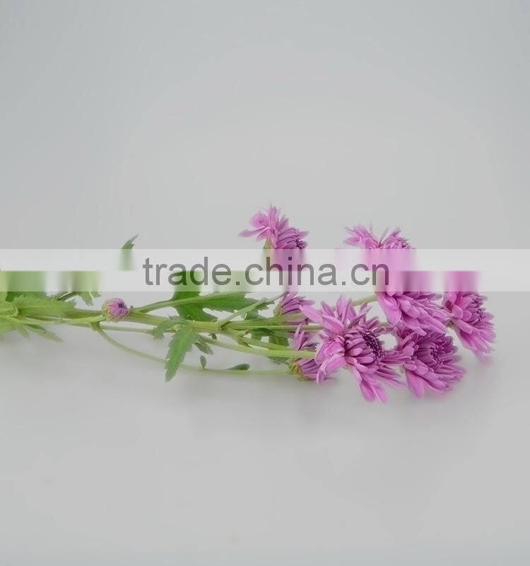 Good quality hotsell factory direct flock chrysanthemum