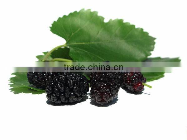 Healthy Mulberry Leaf Powder Producers