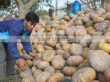FRESH PUMPKIN PREMIUM QUALITY COMPETITVE PRICE