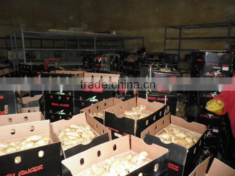 Fresh ginger/Fresh ginger in goog price/Chinese ginger