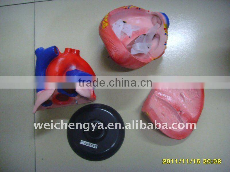 Heart anatomic model(biomedicine apparatus)/medical anatomical skull