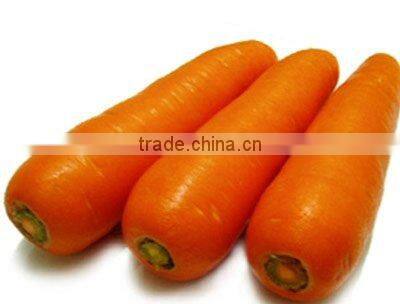 fresh carrot 2010 ISO, GLOBAL GAP