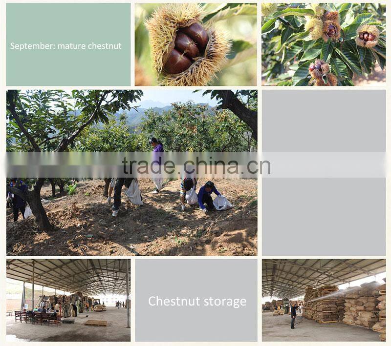 New Crop Fresh Shandong chestnuts