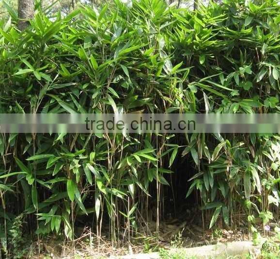 Perennial plants bamboo seedling