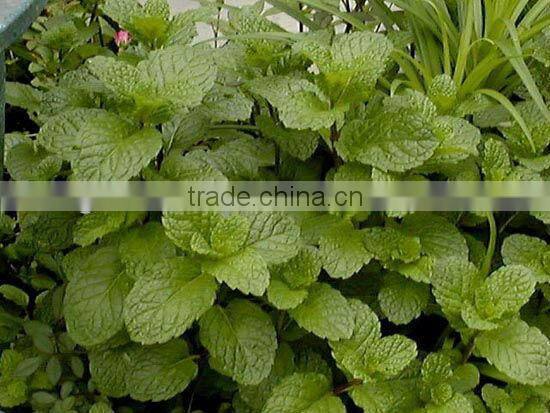 Herba Menthae Extract