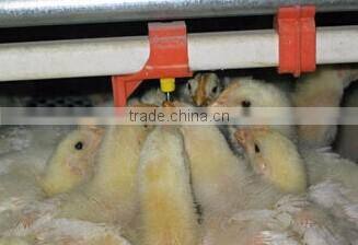 chicken cages poultry farm