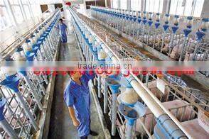 Auto Drinker for Pig