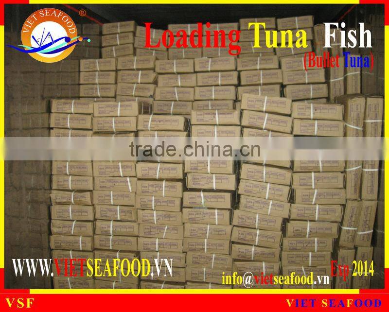 LOADING WHOLE ROUND BULLET TUNA