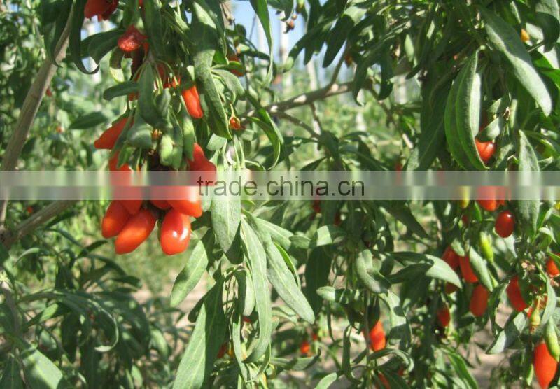 Chinese Ningxia goji berry