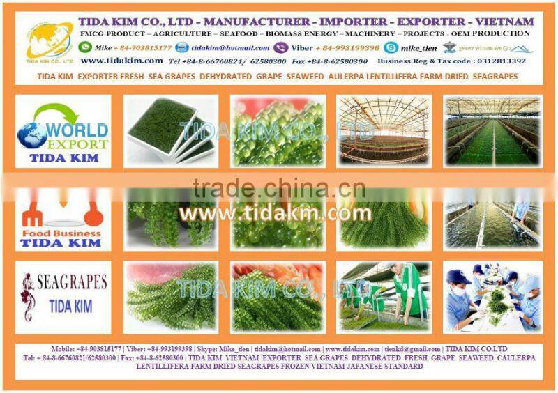 SEA GRAPES - CAULERPA LENTILLIFERA - SEAWEED VIETNAM - GREEN CAVIAR -OKINAWA TIDA KIM - OEM PRODUCTION- FRESH DEHYDRATED-JAPAN