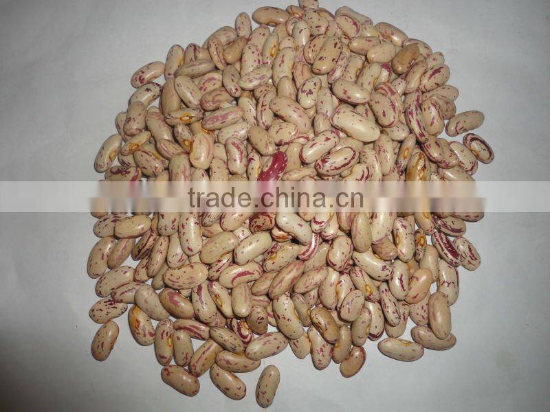 2011 crop light speckled kidney beans