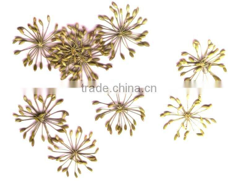Dill Oil