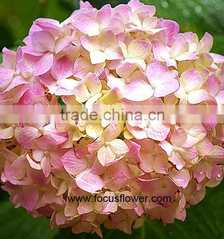 On Discount High Quality Natural Hydrangea With Competitive Price