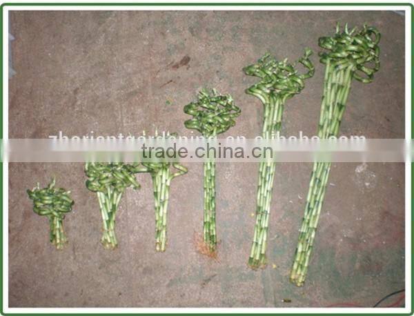 spiral lucky bamboo 25cm-100cm DRACAENA SANDERIANA air bonsai tree indoor aquatic feng shui plants nursery garden decoration