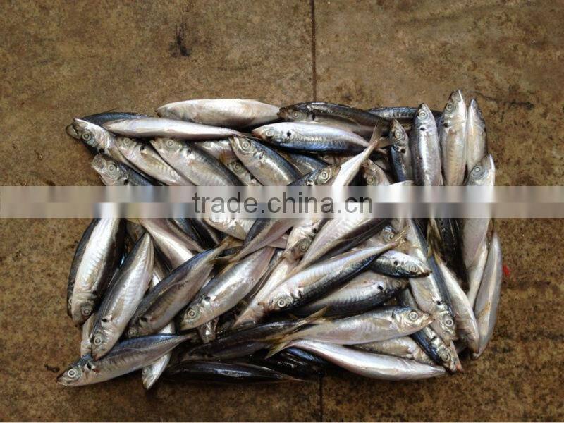 2016 Newly 16pcs/kg Light Seine Frozen Round Scad