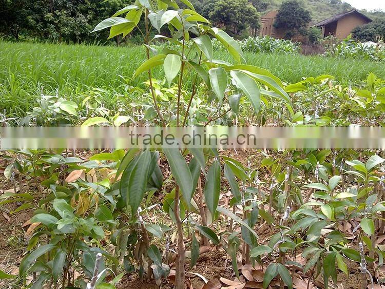 litchi tree seedling