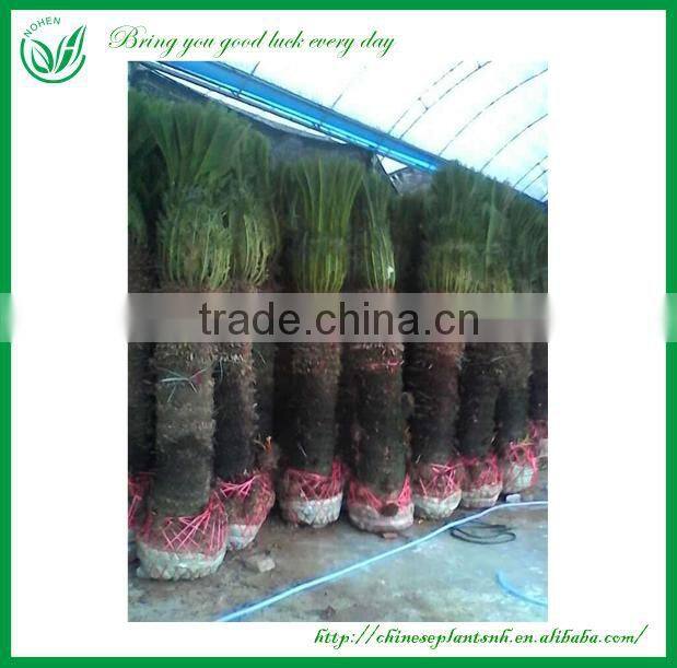 Outdoor Palm Plants