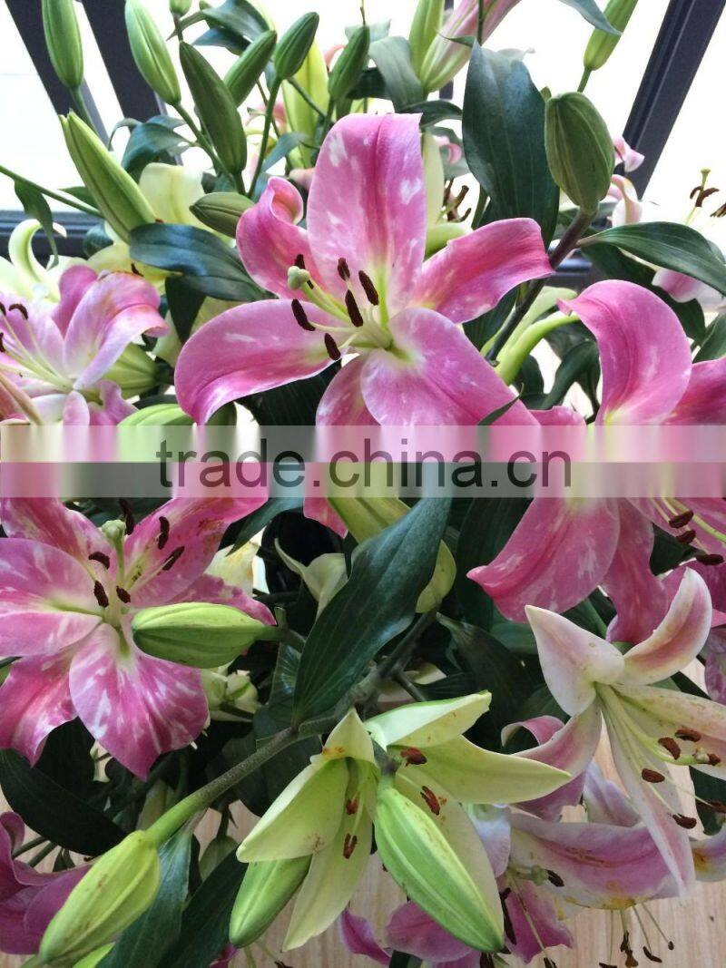 Supply Kunming Spring and Summer fresh flowers fresh cut lilies