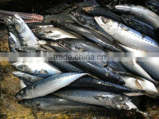 BEST FRESH FROZEN Pacific Mackerel Whole