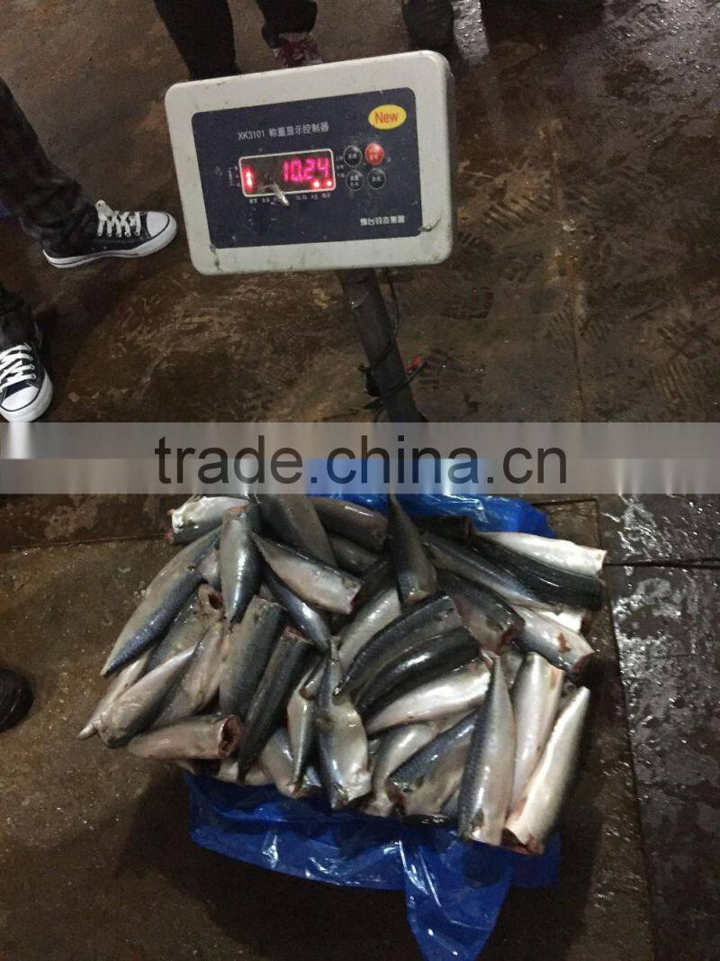 HGT pacific mackerel scomber japonicus headless gutted tailess