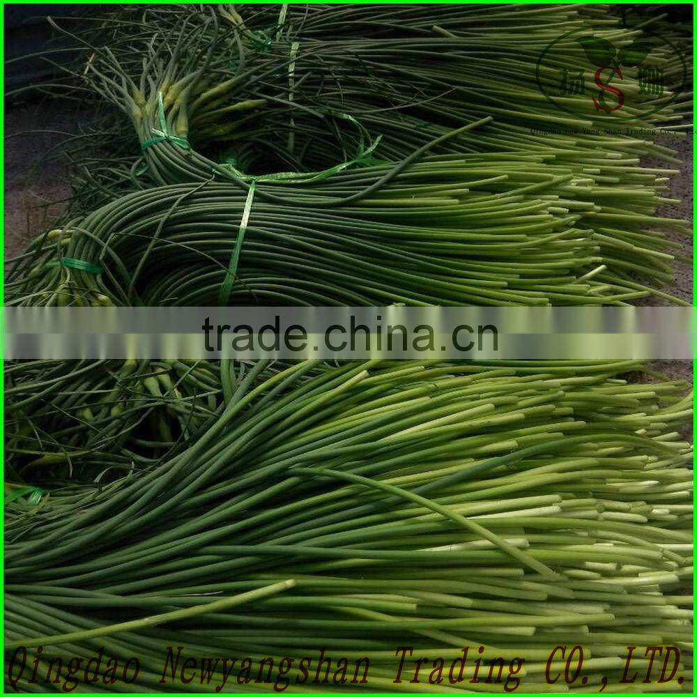 (FRESH) Young garlic shoot