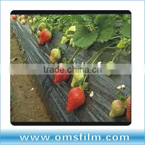 Silver and Black perforated Mulch film for Strawberry planting